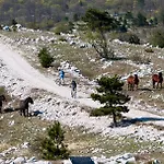 Zlatko Ičići